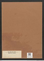 Diatomeae indet. (de-Toni-Nr.: Species 3036) Zeichnungen Sammlung Grunow Mappe 03248 (Herbarium_W_Grunow_drawings_Folder_03248)